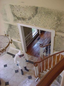 mold removed from wall